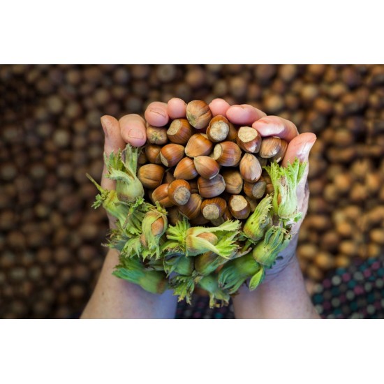 تصویر 1 از فندق جيهان مشهد ارگانیک و طبیعی