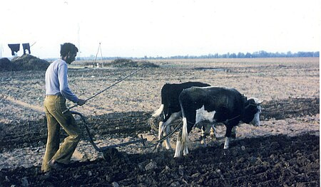 تصویر 1 از گاو آهن چوبی میراث کهن در آماده سازی خاک های روستایی با کیفیت درجه یک