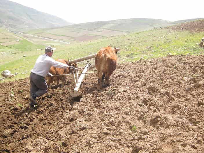 تصویر 2 از گاو آهن چوبی میراث کهن در آماده سازی خاک های روستایی با کیفیت درجه یک