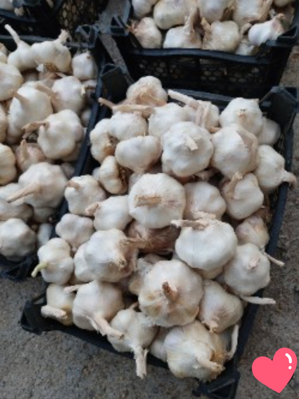 فروش عمده سیر سفید همدان