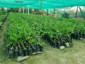 تصویر 4 از فروش فوق العاده نهال کنار پیوندی + فروش نهال کنار بدون هسته