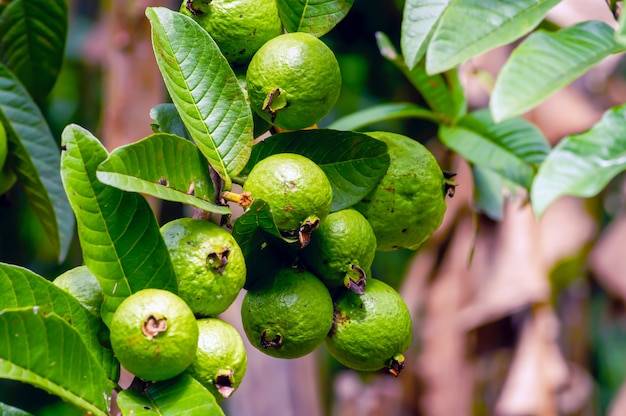 تصویر 1 از فروش فوق العاده نهال گواوا زرد و قرمز + فروش نهال گواوا کینگ