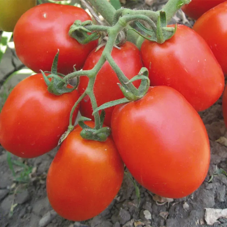 تصویر 4 از گوجه‌ فرنگی رب مخصوص پخت و فرآوری