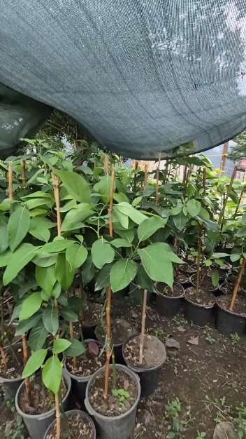 تصویر 2 از لیست قیمت نهال آووکادو بیکن فورته زوتانو + ارسال رایگان شمال کشور