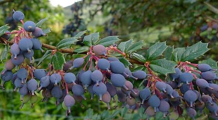 خرید زرشک سیاه