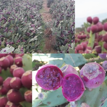 لیست قیمت نهال کاکتوس میوه دار + مشاوره احداث مزرعه تجاری