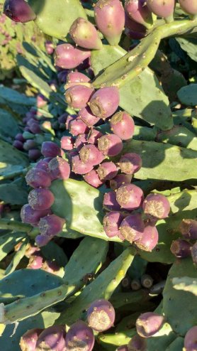 تصویر 5 از لیست قیمت نهال کاکتوس میوه دار + مشاوره احداث مزرعه تجاری