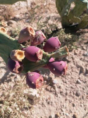 خرید نهال کاکتوس