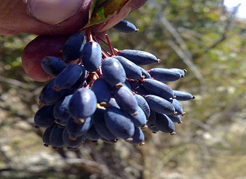 فروش زرشک کوهی