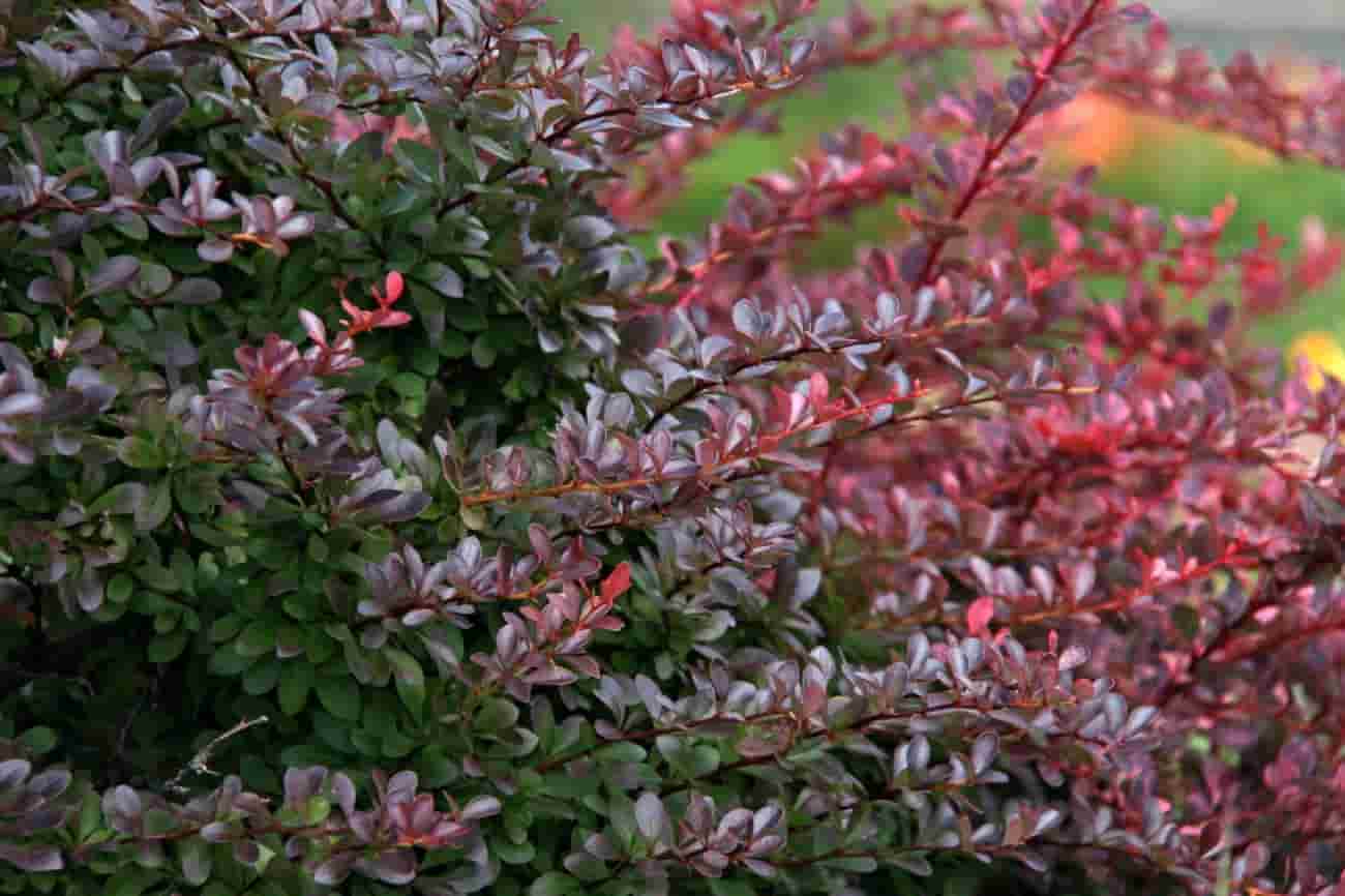 خرید زرشک کوهی