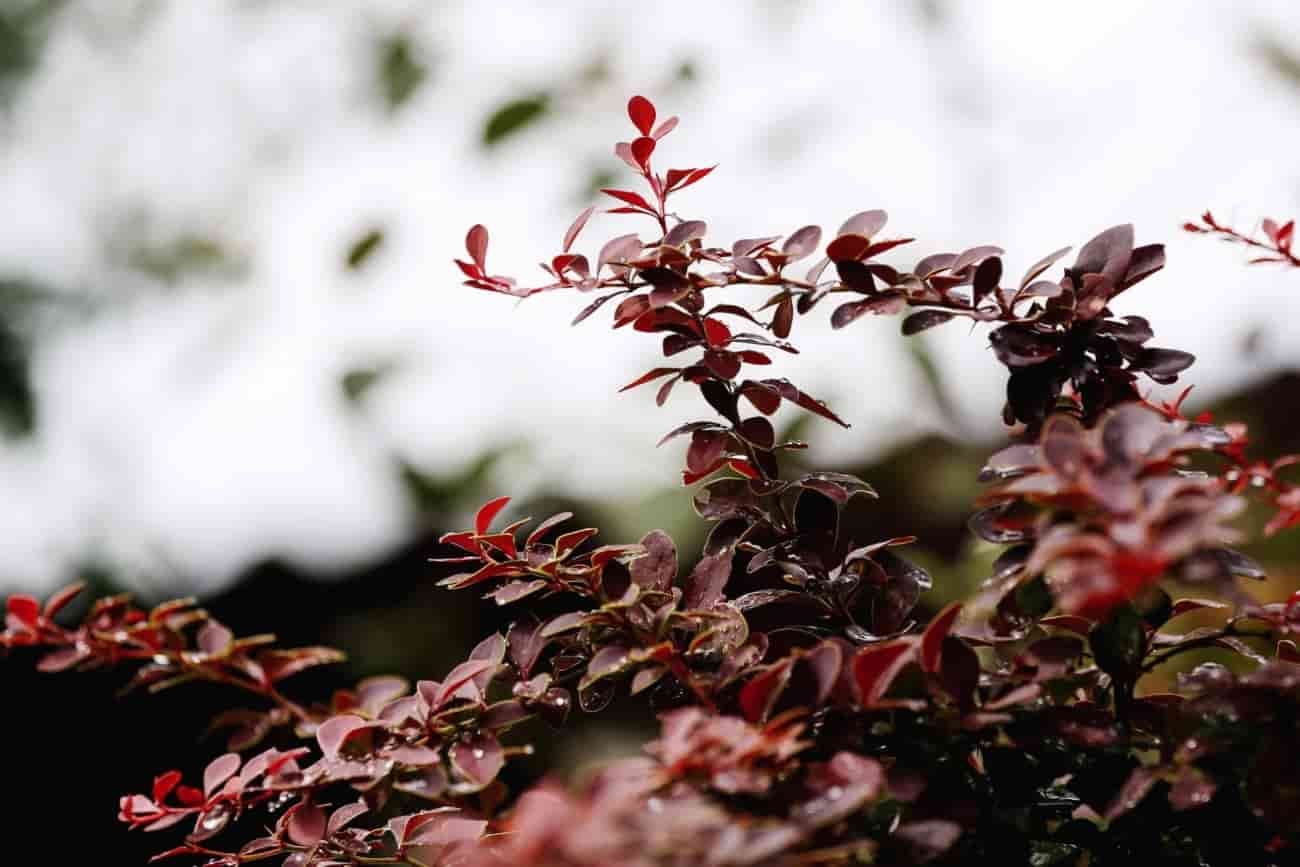 قیمت زرشک کوهی