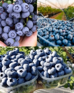 تصویر 4 از فروش عمده میوه بلوبری تولید ایران + بسته بندی ۱۲۵ گرمی