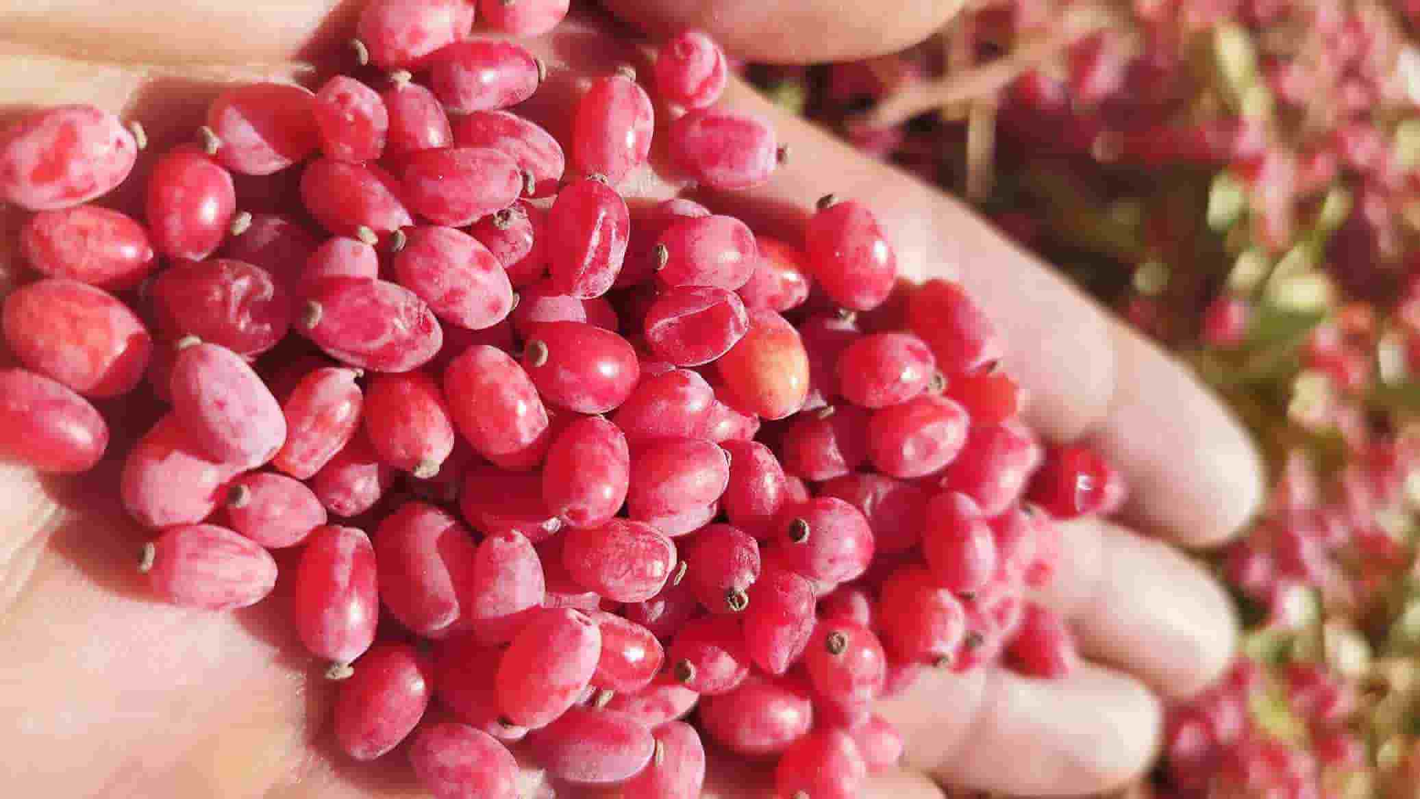 تصویر 3 از زرشک ابگیری ارگانیک با کیفیت عالی و رنگ قرمز روشن