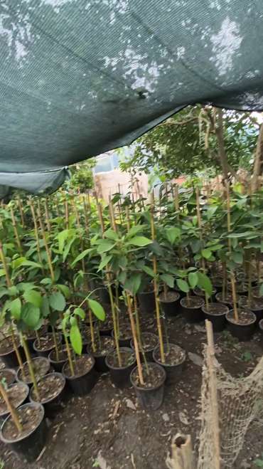 تولید و فروش انواع نهال آووکادو پیوندی اصلاح نژاد شده تیپ A و B