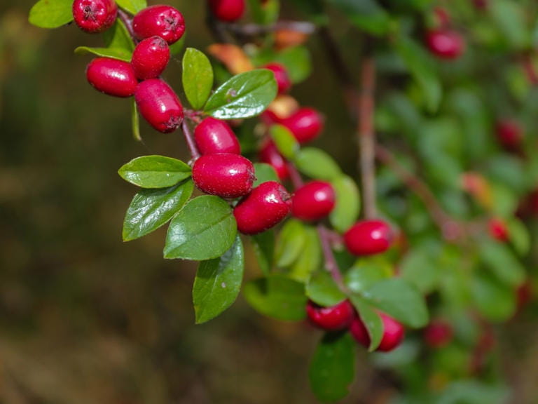 تصویر 4 از زرشک تالاری تازه با طعمی ملس و خوشمزه