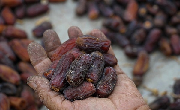 تصویر 2 از خرما پیارم خوزستان با بالاترین کیفیت و طعم بی‌ نظیر