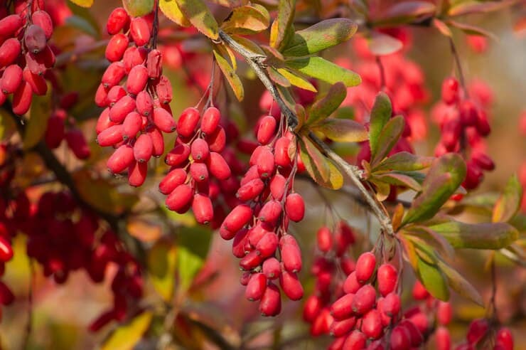 تصویر 2 از زرشک دانه اناری با طعمی ملس و خوشمزه