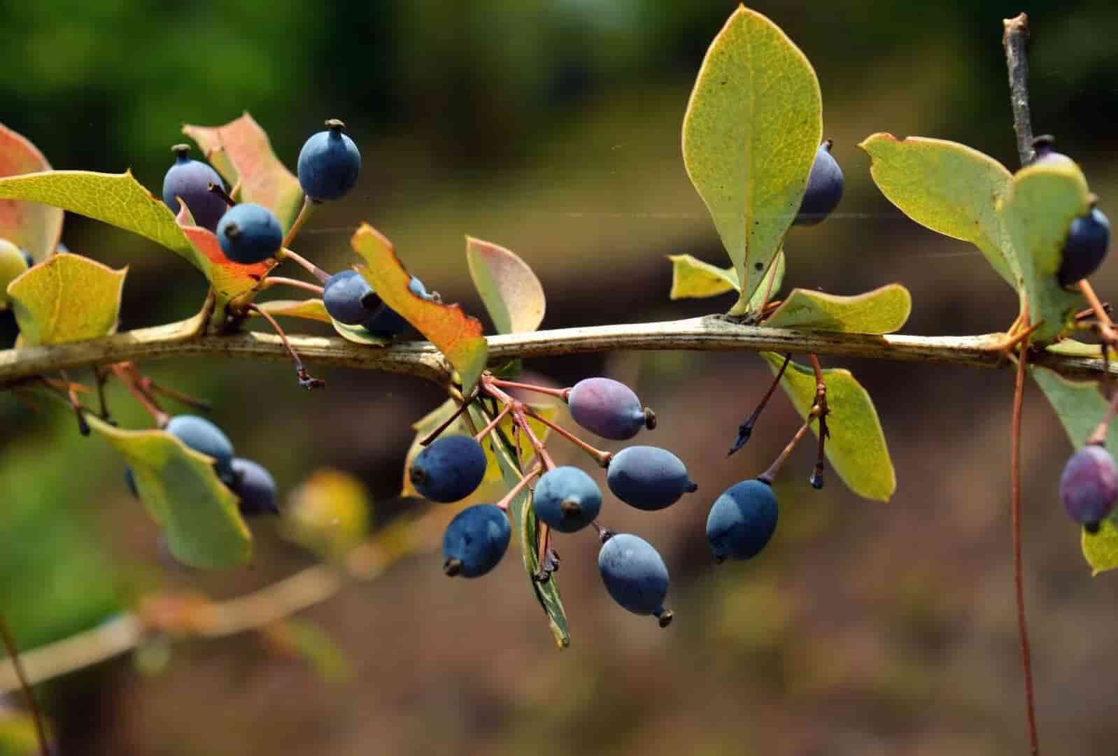 تصویر 4 از زرشک سیاه تازه درجه یک و با کیفیت عالی
