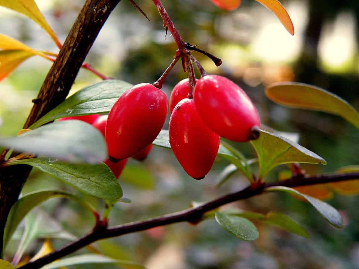 تصویر 4 از زرشک ابگیری ارگانیک با کیفیت عالی و رنگ قرمز روشن