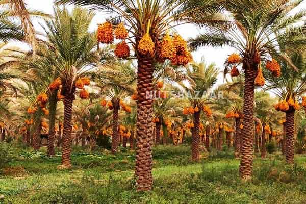 تصویر 2 از خرما پیارم اهواز با بالاترین کیفیت و طعم بی نظیر