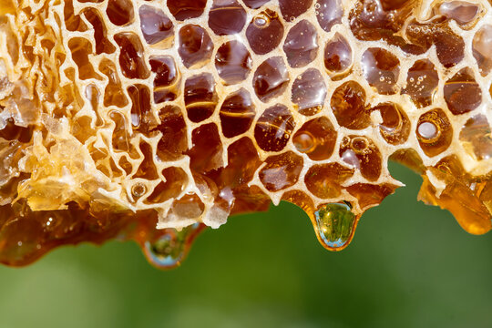 تصویر 4 از عسل سبلان مشهد درمانی خالص