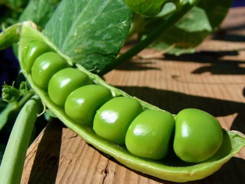 تصویر 2 از خرید کنسرو نخود فرنگی اعلاء + قیمت عالی باکیفیت