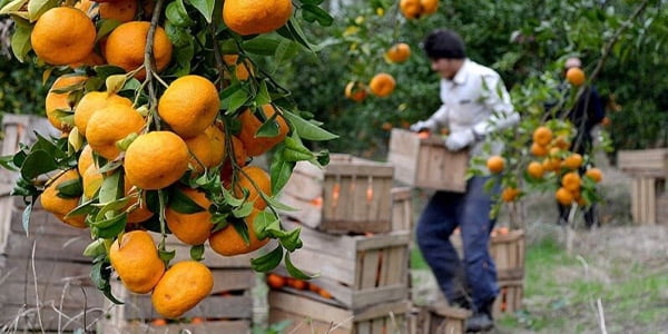 تصویر 3 از پرتقال عمده تازه با کیفیت بالا و رنگ طبیعی