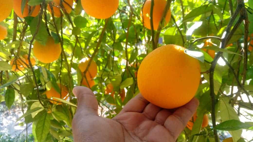 تصویر 4 از پرتقال کوهی طبیعی با طعم خاص و عطر متمایز