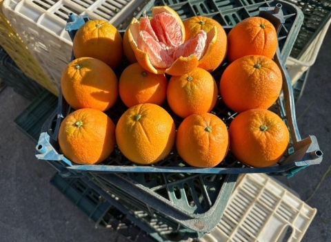 تصویر 3 از نارنگی پوست نازک تازه با طعم ملایم و رنگ درخشان