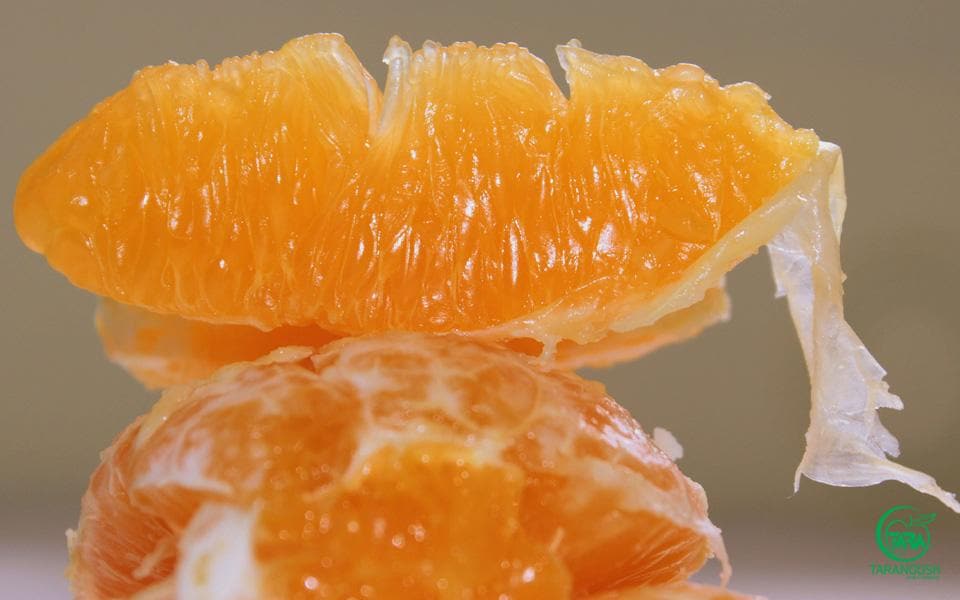 خرید کنسانتره