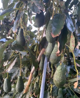 تصویر 5 از فروش عمده نهال آووکادو دیررس تجاری + انواع ارقام نهال آووکادو