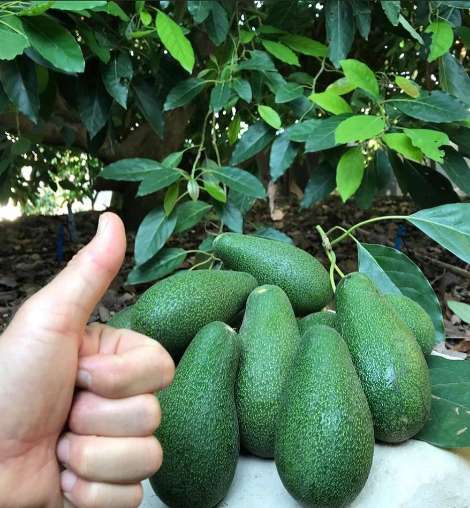 تصویر 5 از تولید و فروش عمده میوه اووکادو تولید ایران + آووکادو باکیفیت تولید باغات ایران