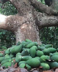 خرید آووکادو ارگانیک