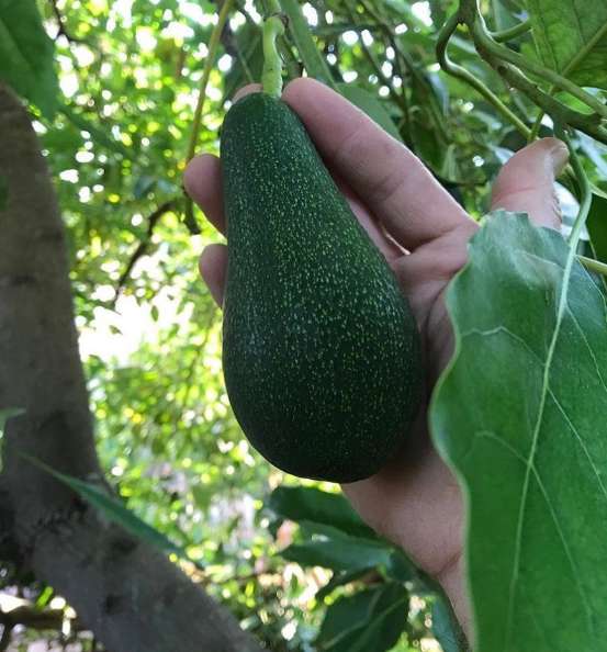 تصویر 3 از لیست قیمت آووکادو تیپ A و B + آووکادو بیکن آووکادو هس