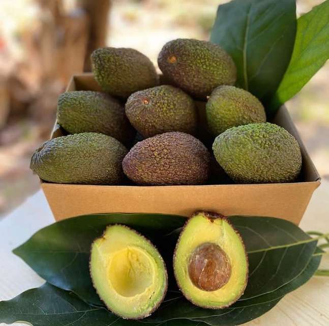 فروش فوق العاده میوه اووکادو ایرانی + بهترین طعم و کیفیت ماندگاری بالا