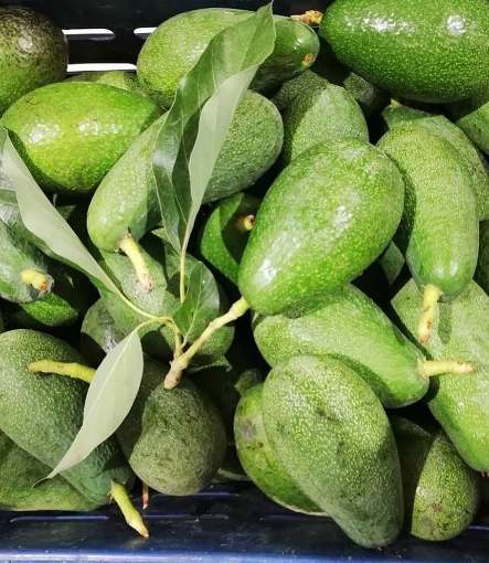 تصویر 2 از فروش فوق العاده میوه اووکادو ایرانی + بهترین طعم و کیفیت ماندگاری بالا