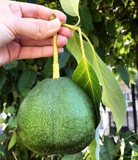 تصویر 3 از فروش فوق العاده میوه اووکادو ایرانی + بهترین طعم و کیفیت ماندگاری بالا