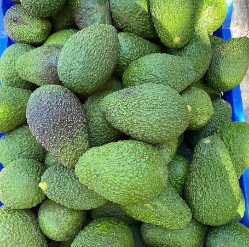 تصویر 1 از فروش فوق العاده میوه اووکادو ایرانی + بهترین طعم و کیفیت ماندگاری بالا