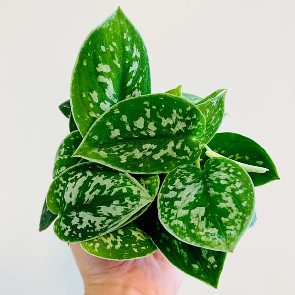 تصویر 3 از پتوس خالدار مناسب فضای آپارتمانی