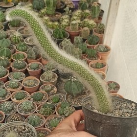 تصویر 2 از کاکتوس دم روباهی سازگار با شرایط مختلف