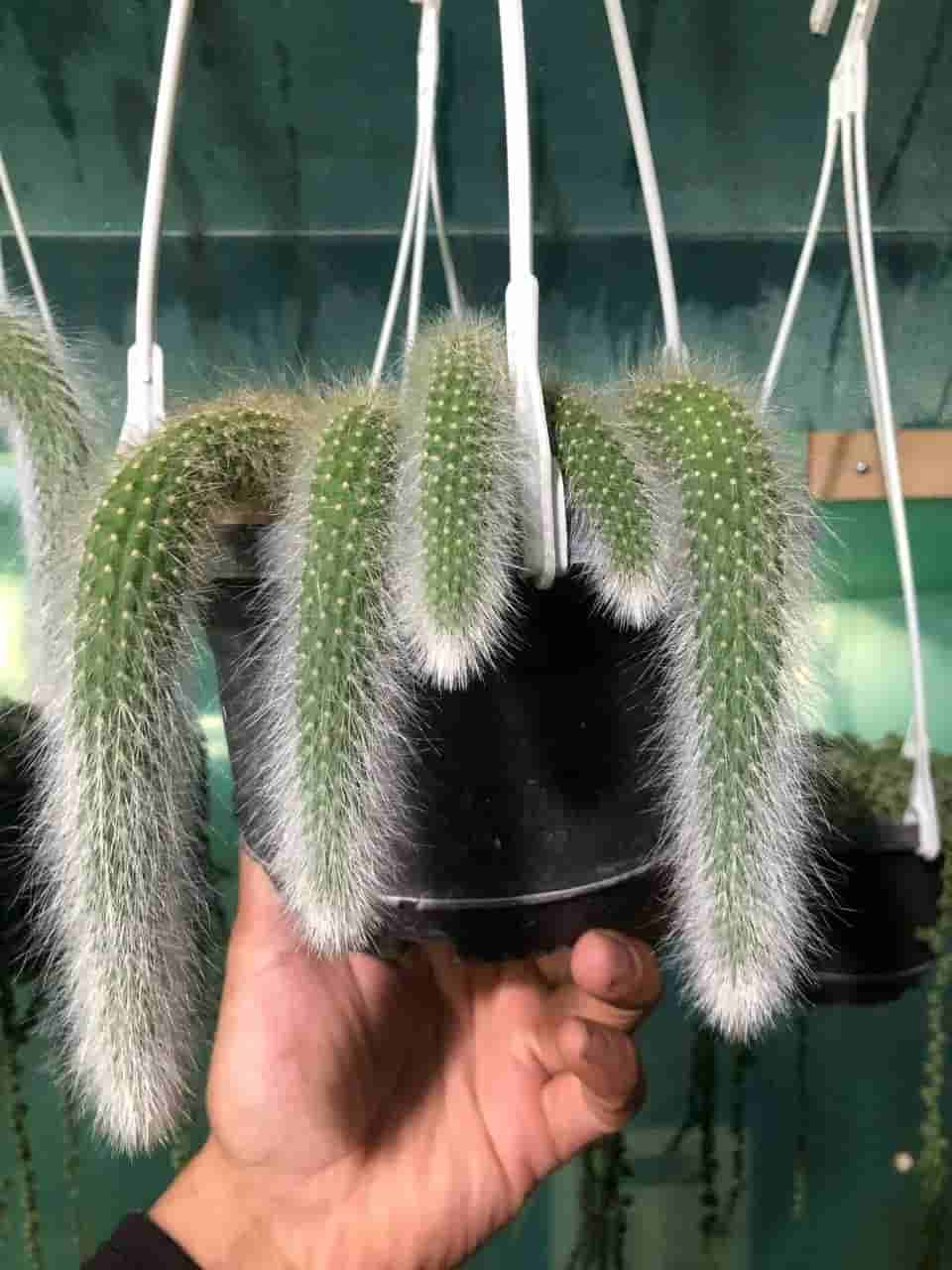 تصویر 1 از کاکتوس دم روباهی سازگار با شرایط مختلف