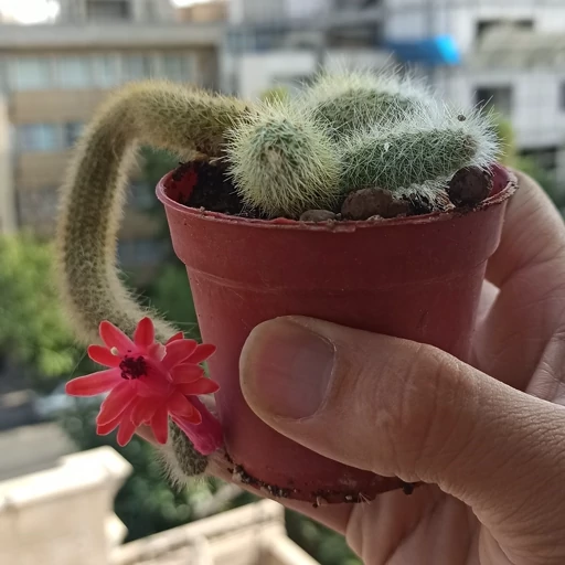 تصویر 4 از کاکتوس دم روباهی سازگار با شرایط مختلف