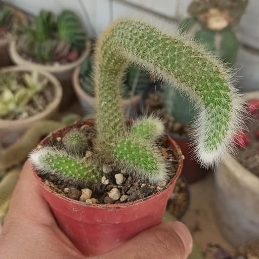 کاکتوس دم روباهی سازگار با شرایط مختلف