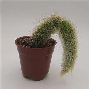 تصویر 3 از کاکتوس دم روباهی سازگار با شرایط مختلف