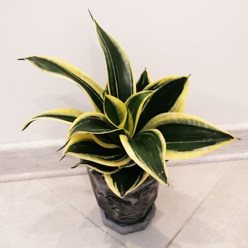 تصویر 2 از سانسوریا کلکسیونی با ظاهر لوکس و مدرن