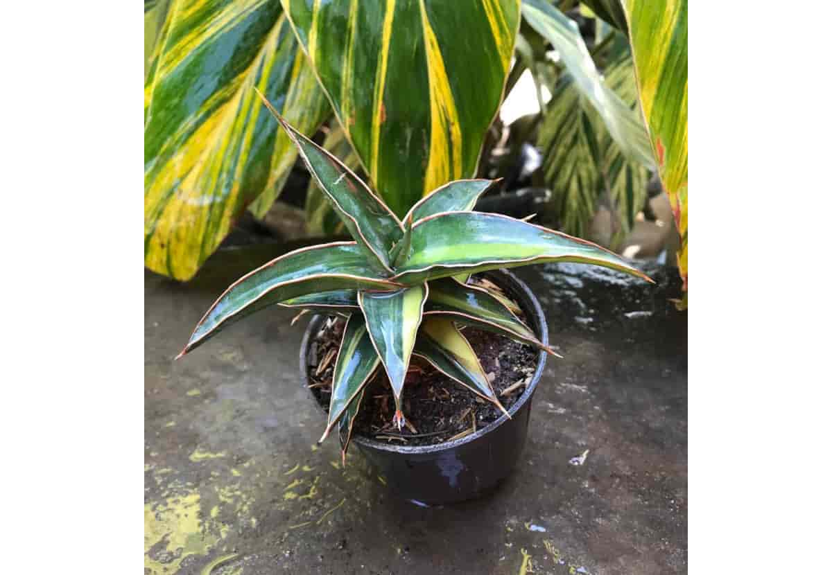 تصویر 3 از سانسوریا کلکسیونی با ظاهر لوکس و مدرن