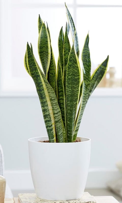 تصویر 4 از سانسوریا کلکسیونی با ظاهر لوکس و مدرن