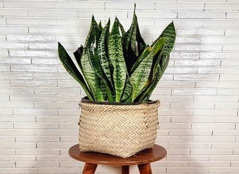 سانسوریا کرواتی با استایل مینیمال و شیک