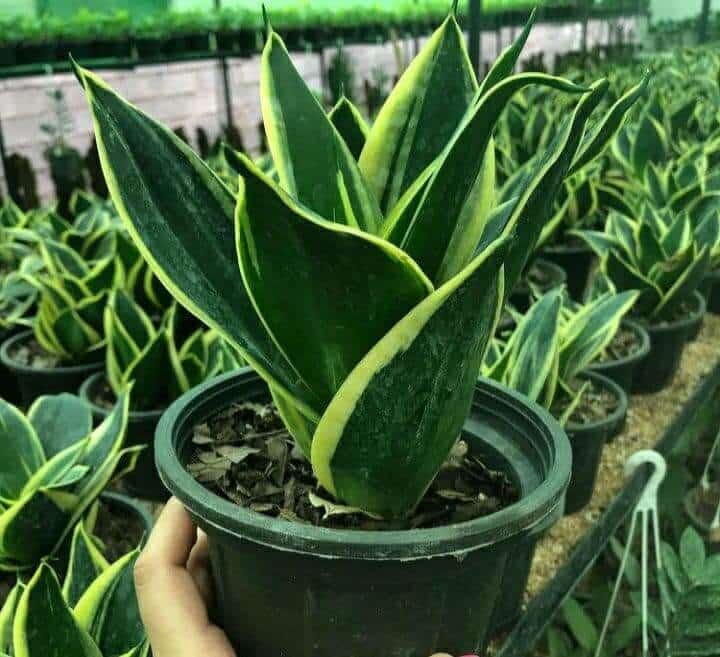 تصویر 1 از سانسوریا کرواتی با استایل مینیمال و شیک