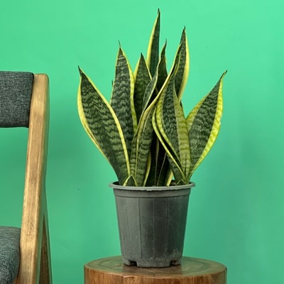 تصویر 3 از سانسوریا کرواتی با استایل مینیمال و شیک